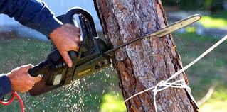 Best Tree and Shrub Care  in Ogdensburg, NJ