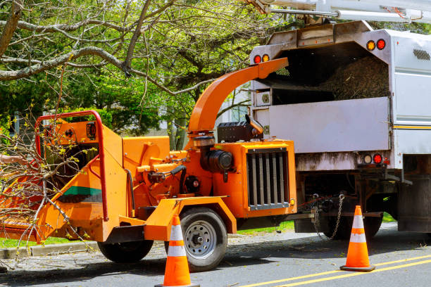Best Tree Disease Treatment  in Ogdensburg, NJ