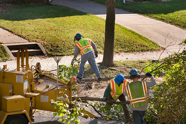 Best Tree Maintenance Programs  in Ogdensburg, NJ