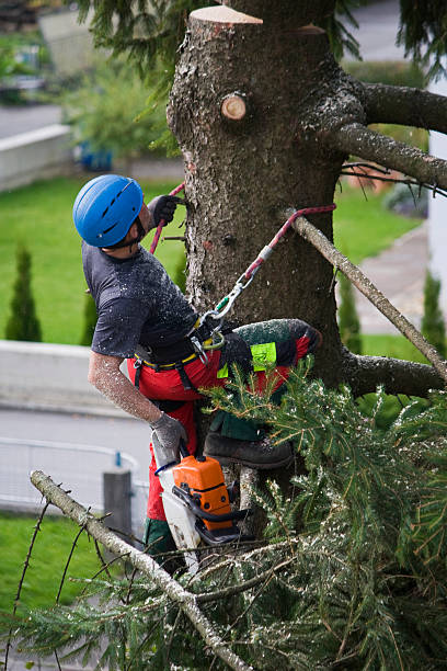 Reliable Ogdensburg, NJ Tree Removal Solutions