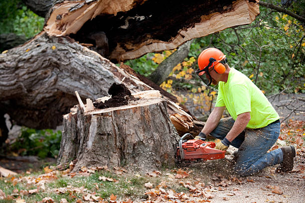 Best Tree Preservation Services  in Ogdensburg, NJ