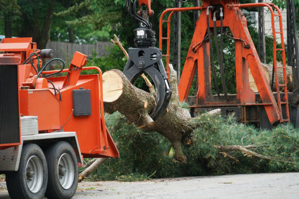 Best Stump Grinding and Removal  in Ogdensburg, NJ