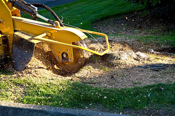 Best Tree Removal  in Ogdensburg, NJ