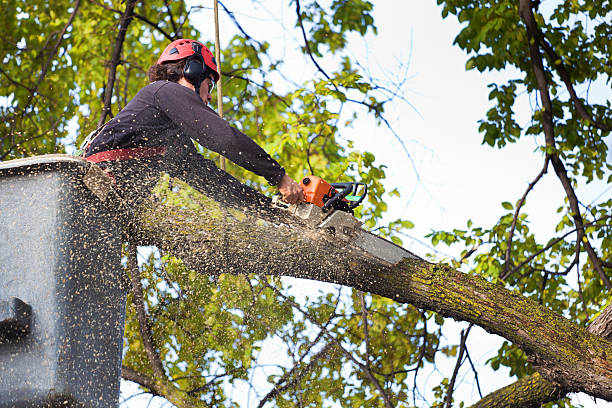 Best Tree Trimming and Pruning  in Ogdensburg, NJ