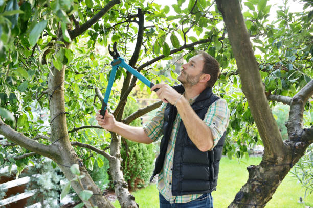 Best Tree Trimming and Pruning  in Ogdensburg, NJ